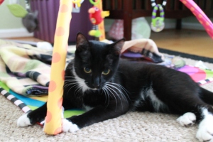 Pickles would like a forever home with a play yard.