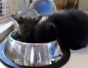 Toffee and Oreo - never far from the food bowl