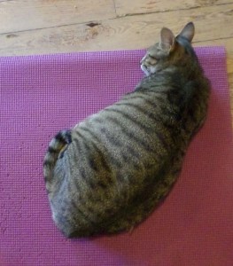 That's not how you do yoga, Toffee.