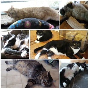 Schroeder, Gizmo, Frittata, Nip & TIgger, Nola, and Nip. Nobody is lacking for food.